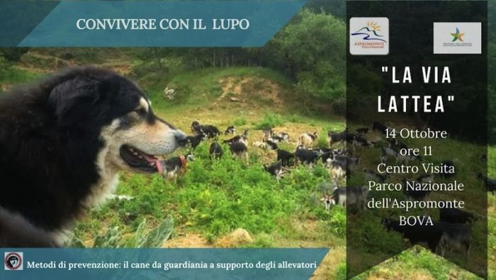 Convivere con il lupo: il parco consegnerà ai pastori i cani da guardiania