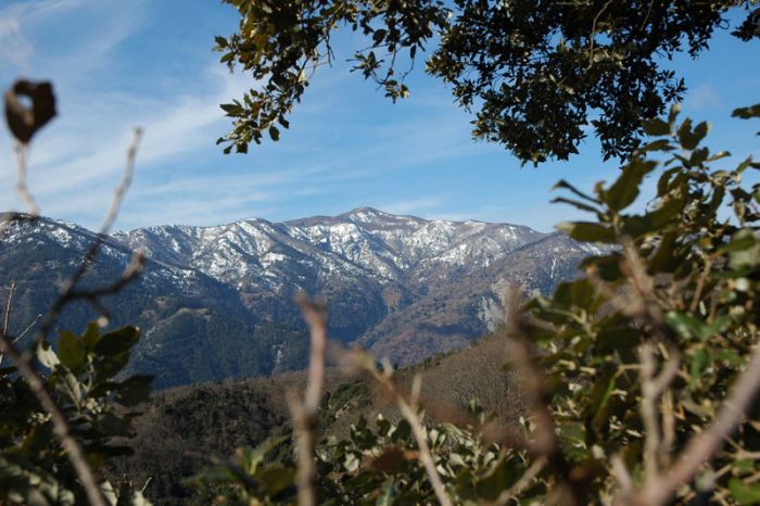 Biodiversità: scoperti altri insetti rari nel Parco Nazionale d’Aspromonte