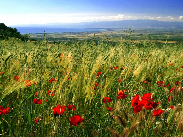 Nasce la banca delle terre agricole. Martina: primi 8 mila ettari con agevolazioni per i giovani