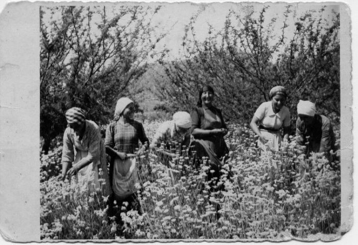 La Calabria al tempo dei gelsomini