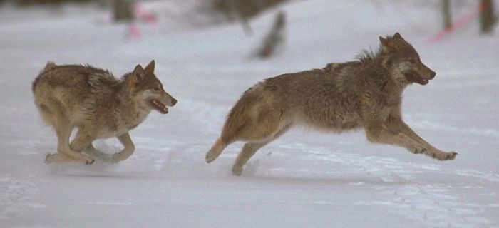 Piano di gestione del lupo. Lettera WWF al ministro Galletti