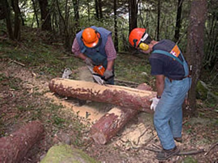 La forestale produttiva? Un uovo di Colombo