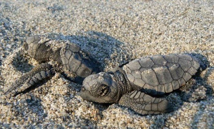 Regione. Progetto Life Caretta Calabria: Presentazione del Protocollo Operativo