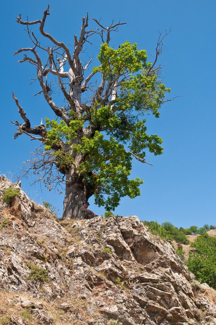 Andate in montagna a raccogliere le ghiande!