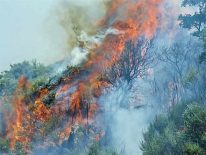 L&#039;Aspromonte in fiamme. Io vedo, sento e parlo!