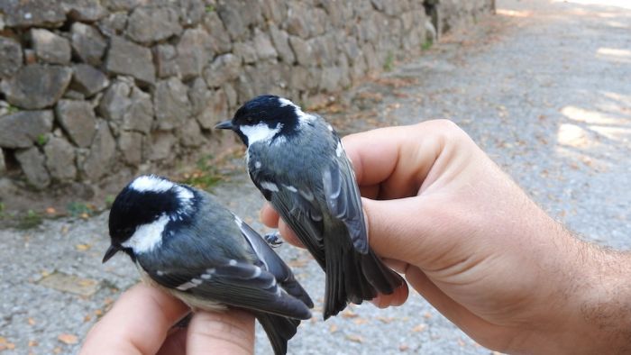 Al via prima stazione di “inanellamento” del Parco Nazionale dell’Aspromonte