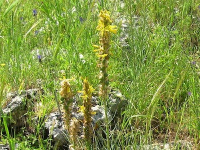 L&#039;asfodelo, la pianta sacra degli antichi greci