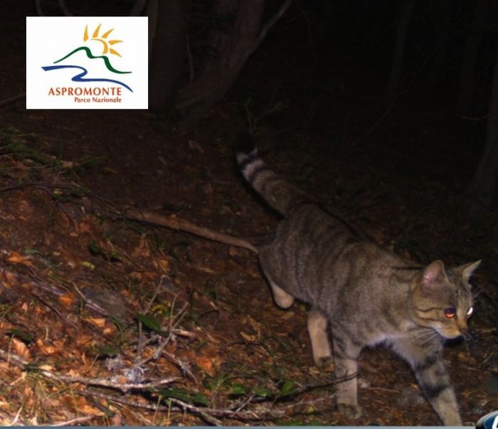 Parco Nazionale Aspromonte: l’elusivo gatto selvatico “catturato” dalle fototrappole