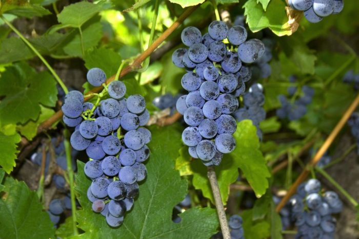 Uva fragola e il suo vino proibito