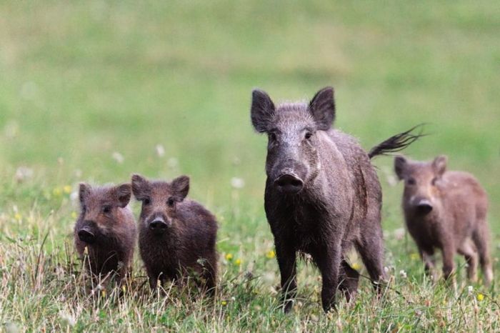 Wwf. Il cinghiale della discordia