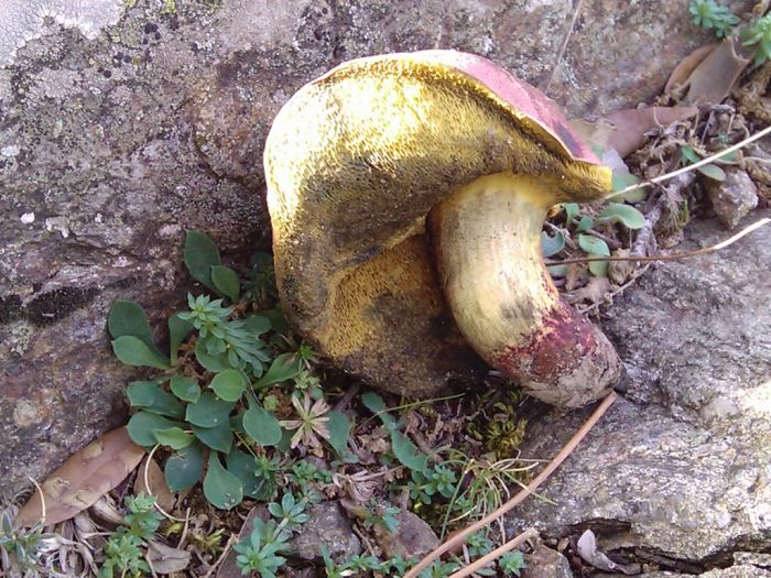 Il porcino rosa (boletus regius)