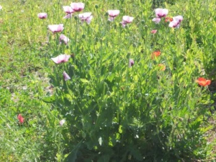 Il papavero, un fiore appariscente