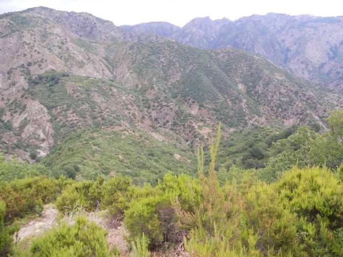 L&#039;erica, l&#039;oro verde dell&#039;Aspromonte