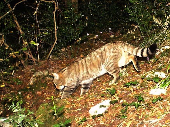 Gatto selvatico, il predatore della notte