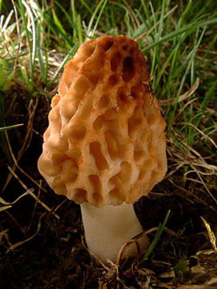 Morchella