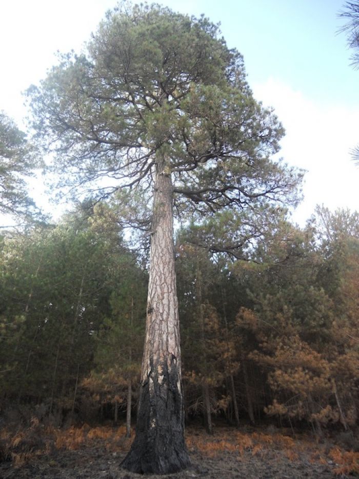 Biodiversità. Pino laricio, il più diffuso in Aspromonte