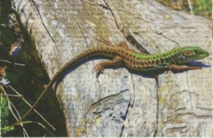 Biodiversità. La lucertola e il “suicidio” della coda