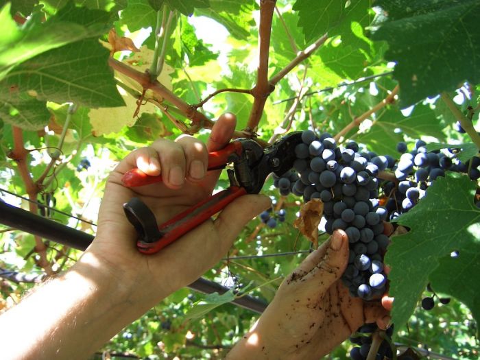 Natile vecchio. La vendemmia secondo tradizione