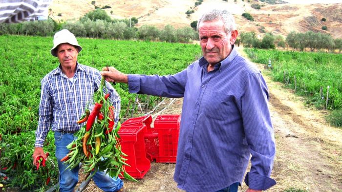 Bovalino. L’intervista: Peperoncino, una grande intuizione