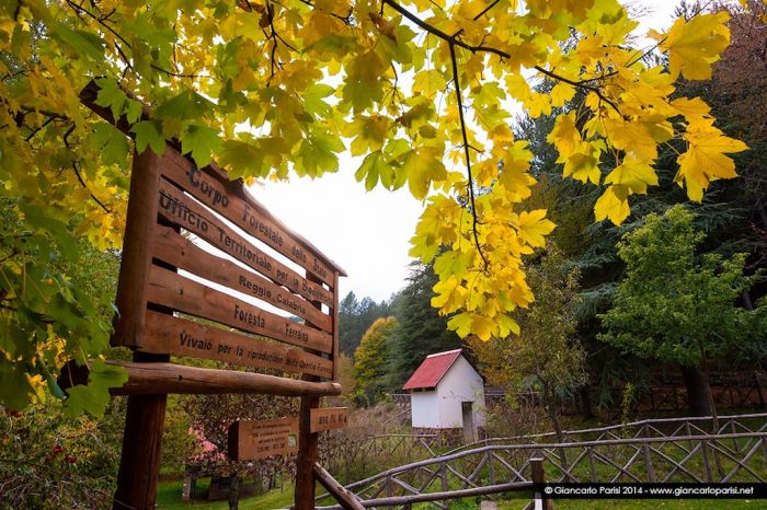 Escursioni. Dentro le quattro foreste