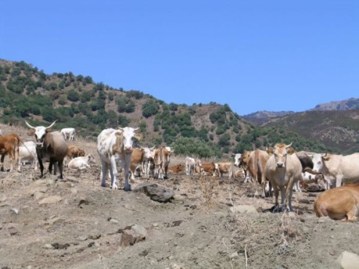 “Vacche sacre”: nota del Presidente del Parco e dei Sindaci della Piana