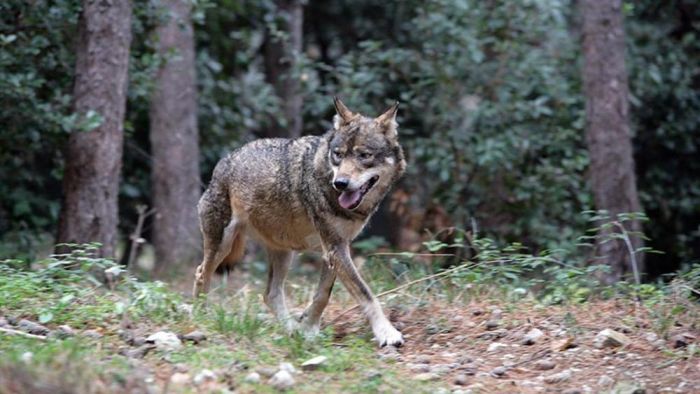 Wwf. Continua il massacro dei lupi nei boschi italiani