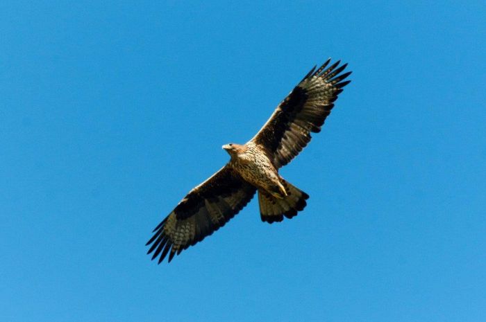 Wwf. Buone notizie per l&#039;aquila di Bonelli in Sicilia