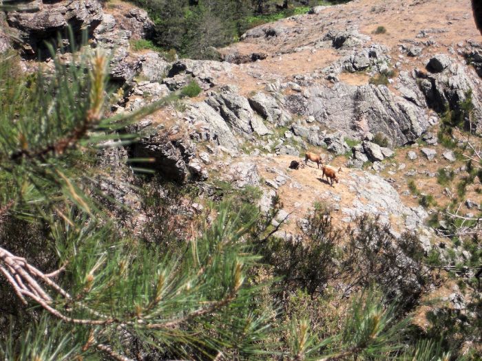 Le mucche selvatiche: pascoli e transumanza