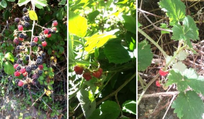 Boschi di more, fragole e lamponi