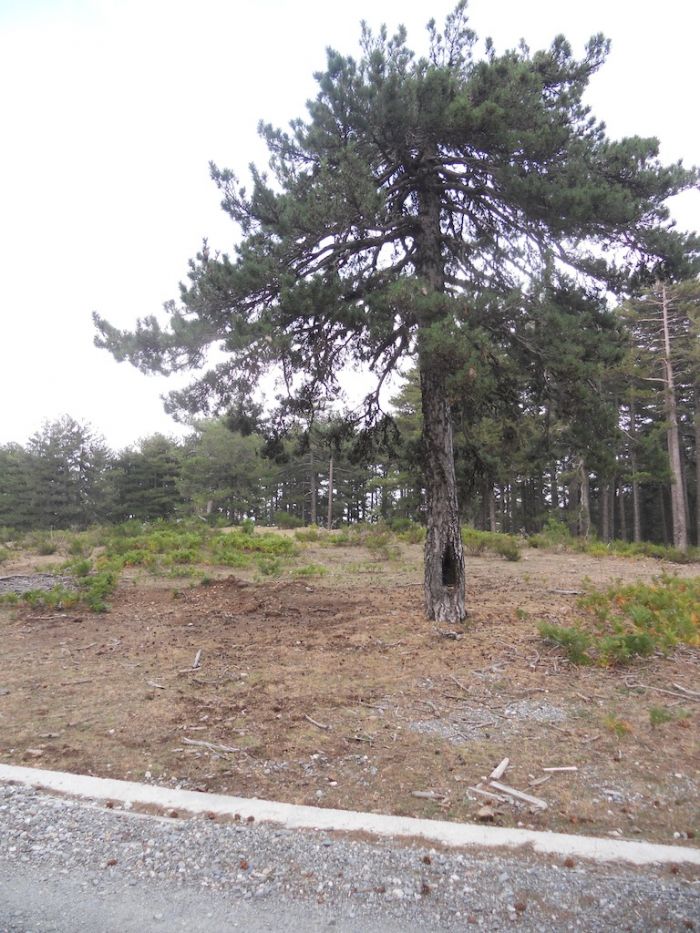 Corpo Forestale, UTB di Reggio, “giornata nazionale dell’albero”