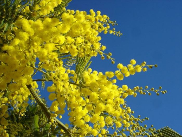 La riflessione. L&#039;albero della mimosa