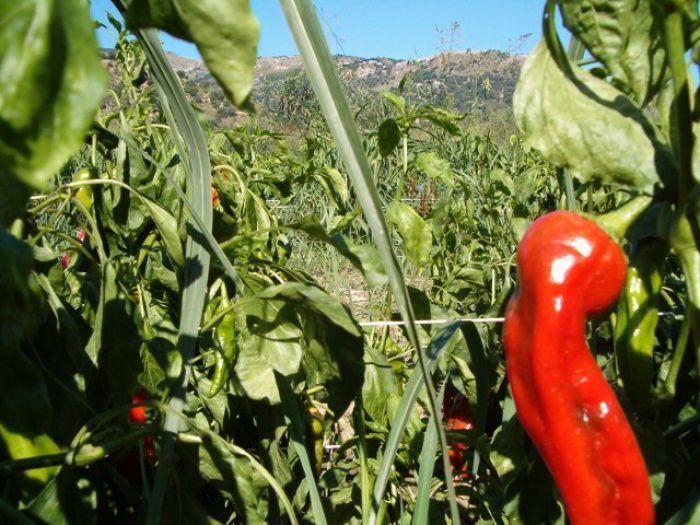 Il fenomeno mediatico del peperoncino di Soverato