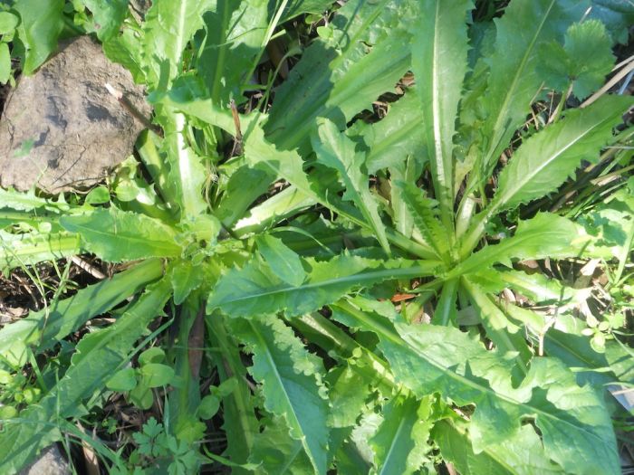 Riconoscere e raccogliere le erbe di montagna